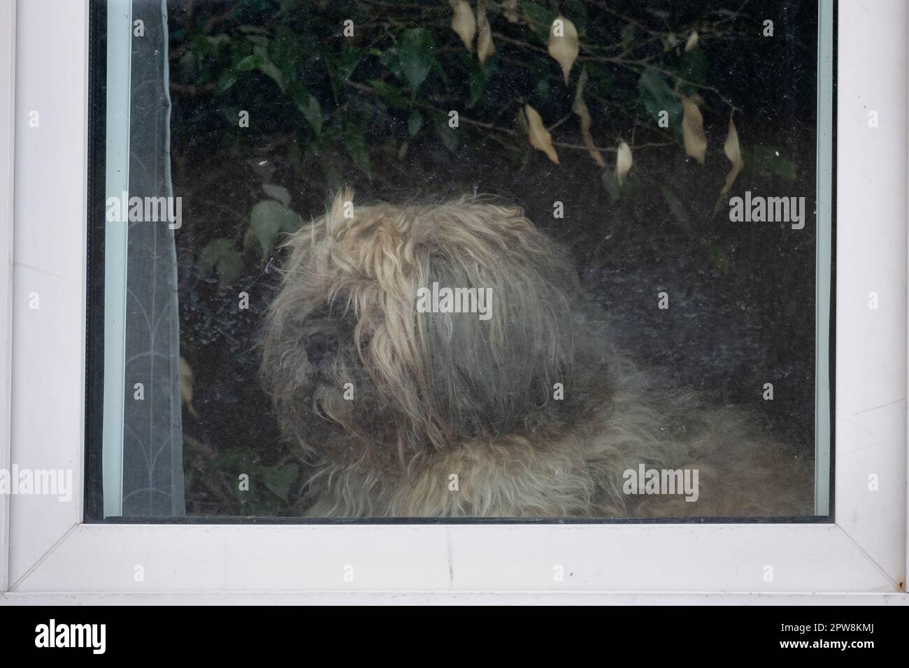 Lonely furry dog looking through home window, waiting patiently for its owner, tree branch reflected in dirty glass. Stock Photo