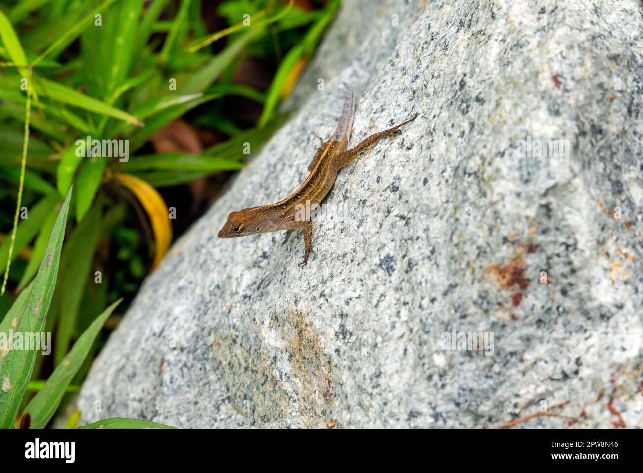 Lizard on trhe rock. Gardens by the Bay brings to life vision of ...