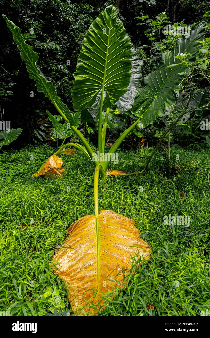 Elephant ear plant grow best in rich and moist soil. Bukit Timah