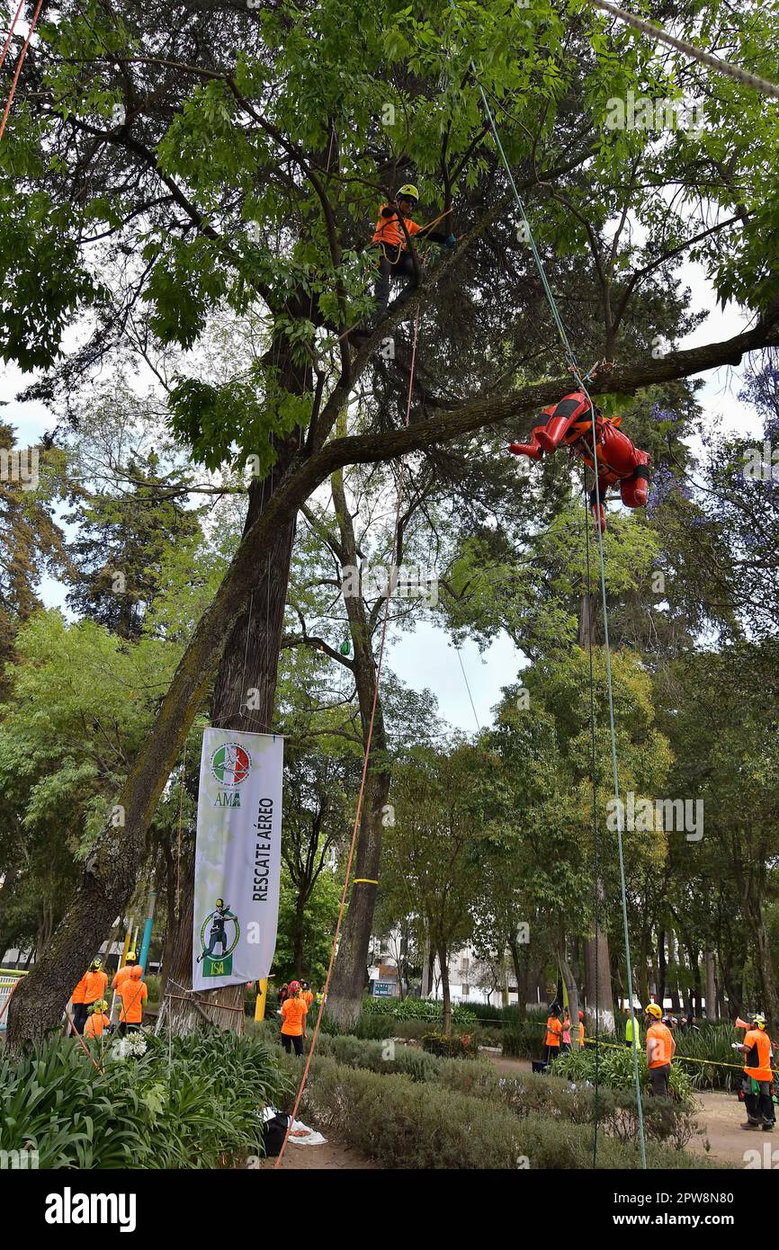 April 28,2023 Toluca Mexico With the participation of 30 tree