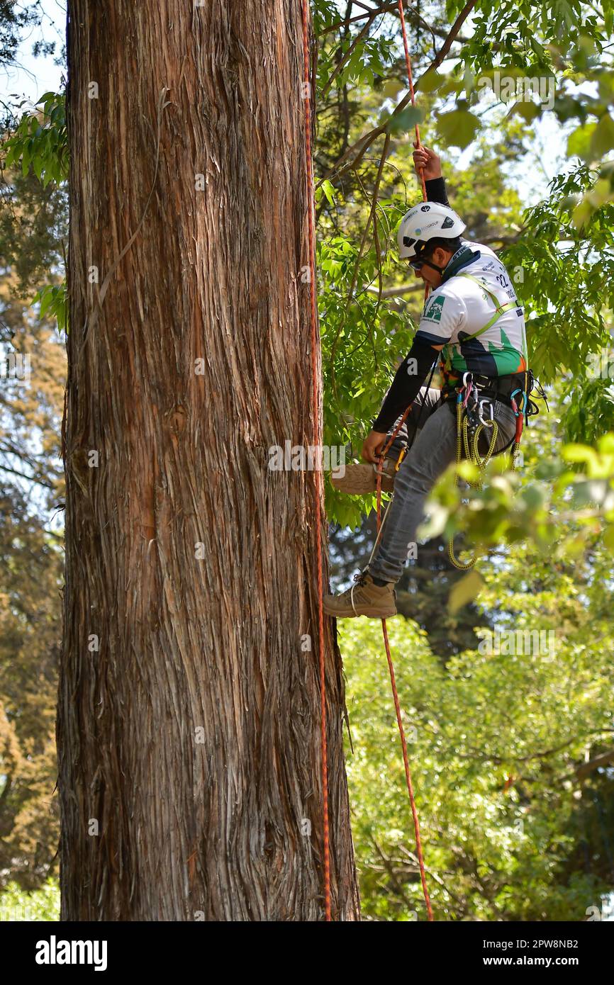 April 28,2023 Toluca Mexico With the participation of 30 tree