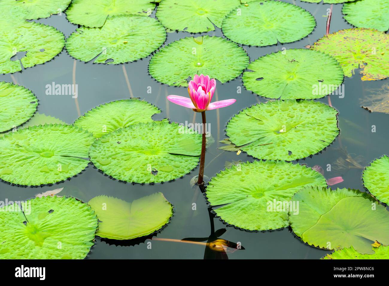 Lotus flower opening up. Gardens by the Bay brings to life vision of creating a Garden City