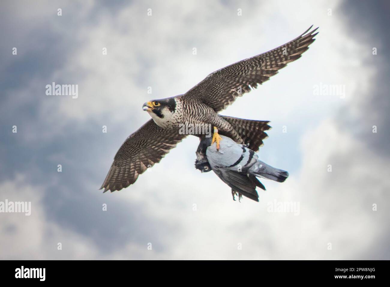 The Netherlands, Amsterdam. Peregrine falcon (Falco peregrinus) with prey (rock pigeon), breeding in nesting box on ABN-AMRO building in business dist Stock Photo