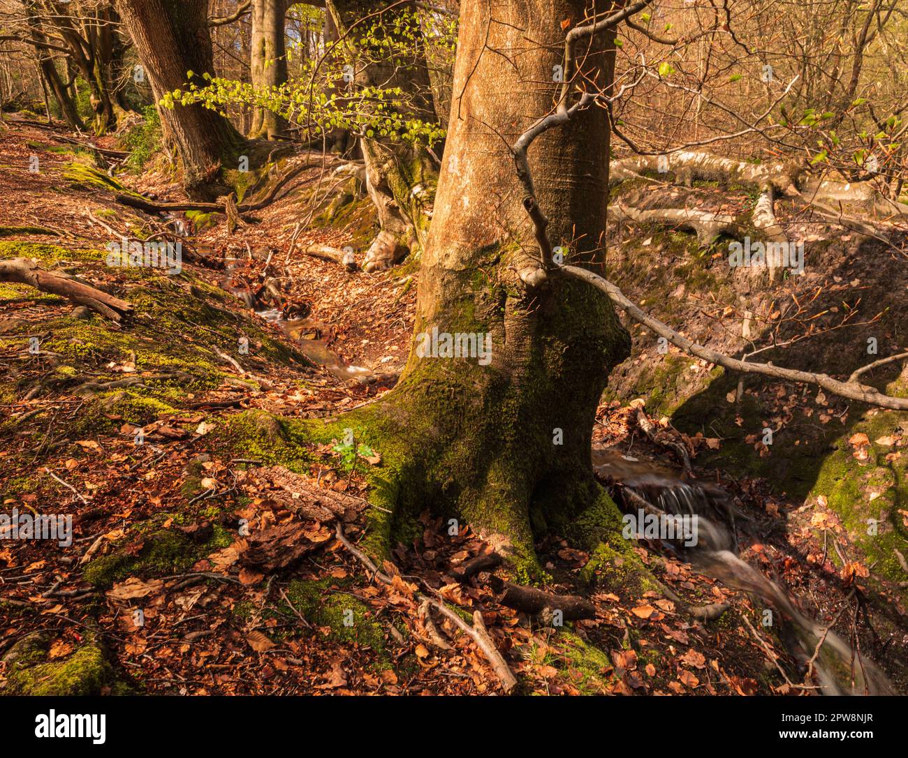 Ancient earthworks in Broadstone Warren woodland Ashdown Forest east