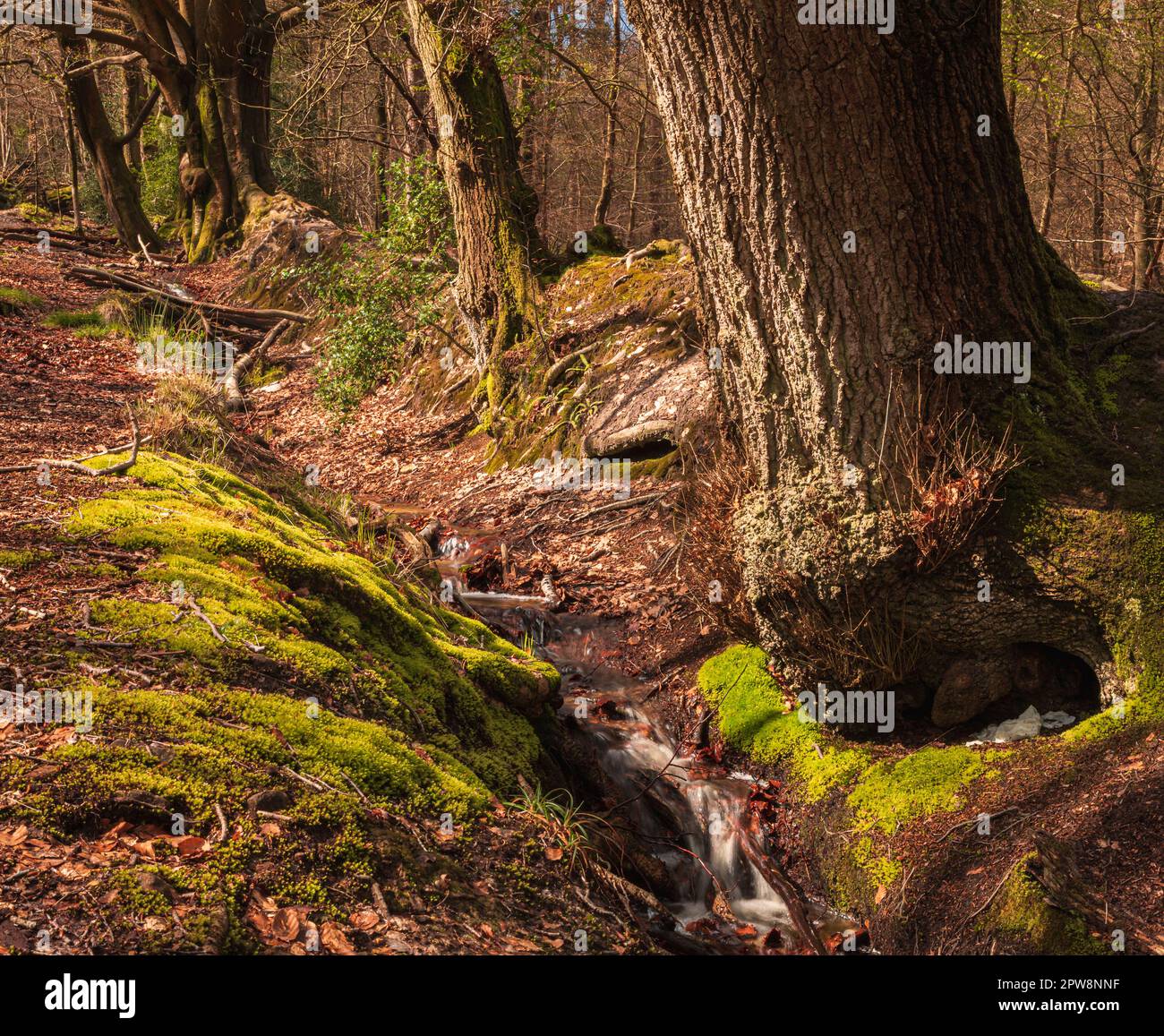 Ancient earthworks in Broadstone Warren woodland Ashdown Forest east