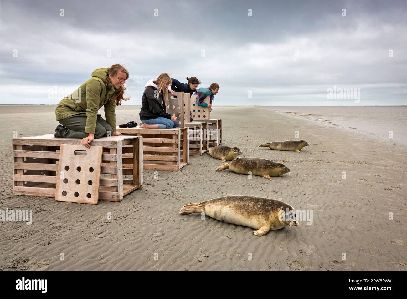 The Netherlands, Pieterburen, Wadden Sea, Unesco World Heritage Site. Sealcentre Pieterburen, seal rehabilitation centre. Releasing seals back into th Stock Photo