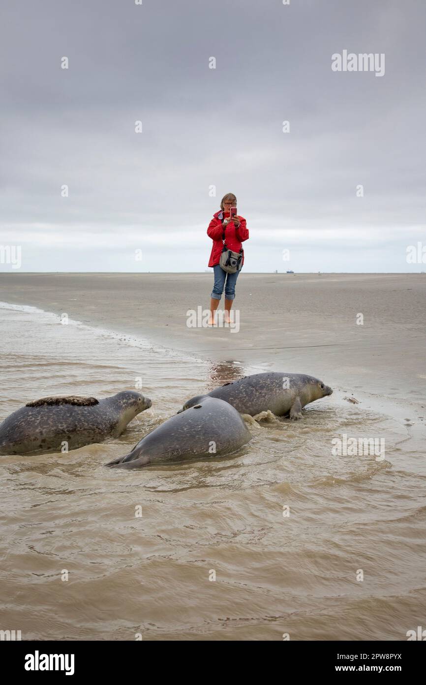 The Netherlands, Pieterburen, Wadden Sea, Unesco World Heritage Site. Sealcentre Pieterburen, seal rehabilitation centre. Releasing seals back into th Stock Photo