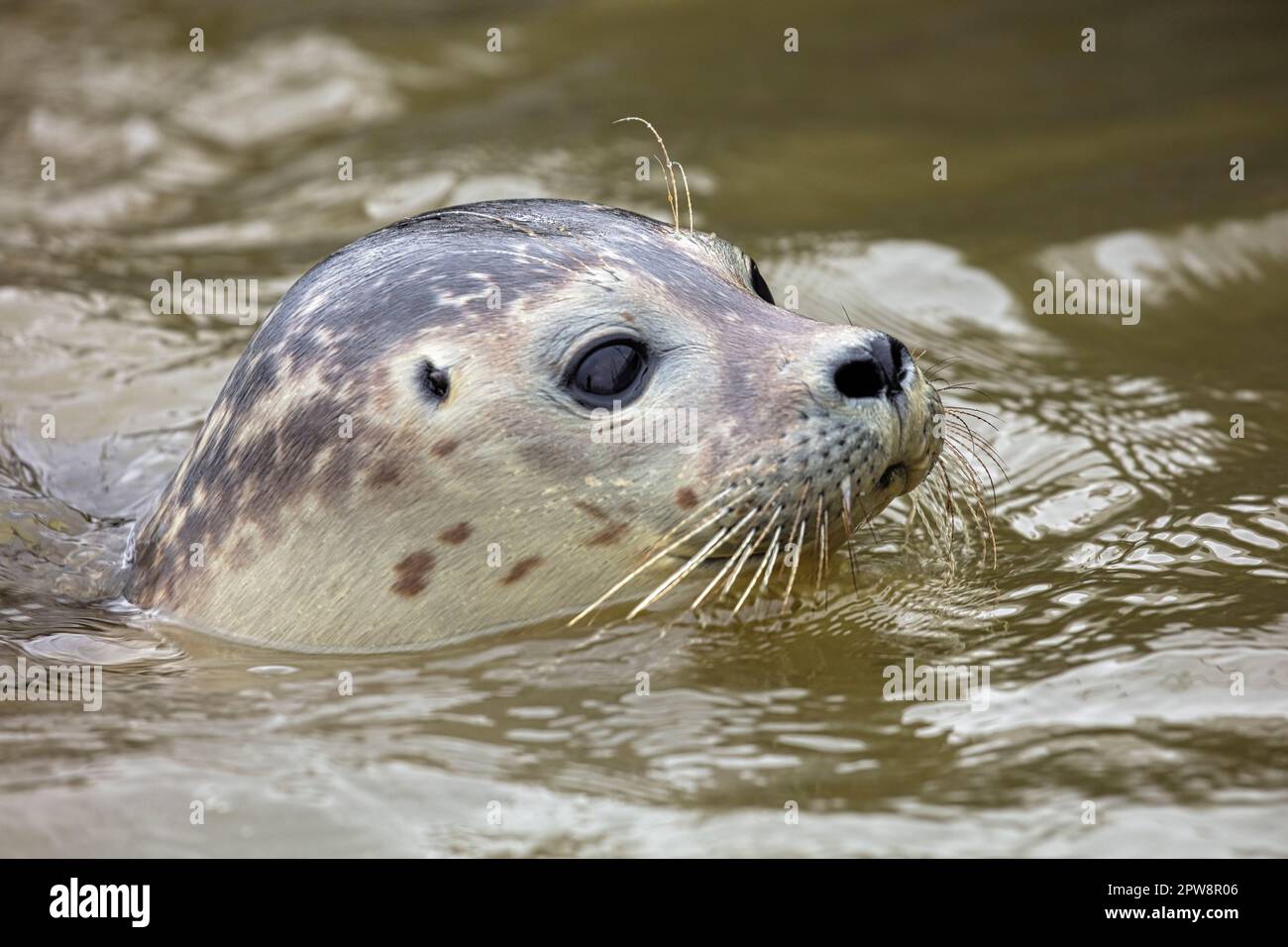 The Netherlands, Pieterburen, Wadden Sea, Unesco World Heritage Site. Harbor (or harbour) seals (Phoca vitulina), also known as the common seal. Stock Photo