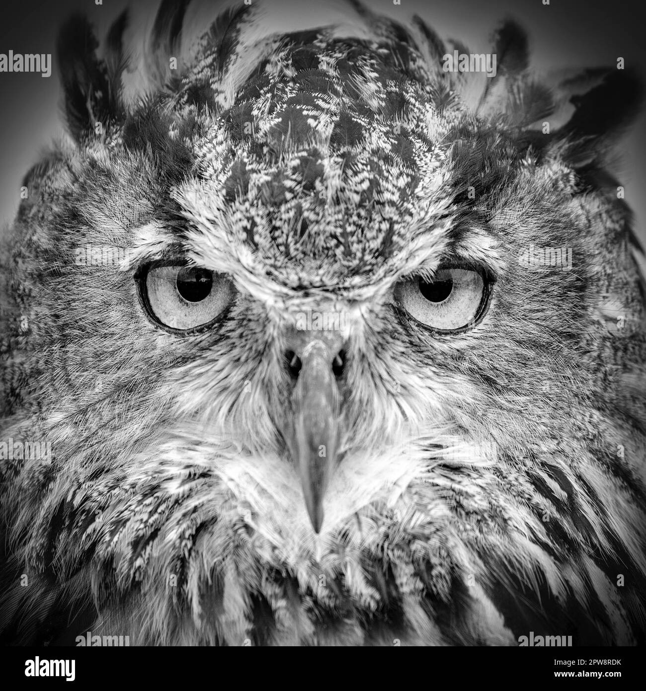 The Netherlands, Loosdrecht, Eagle-owl (Bubo bubo). Portrait. Controlled conditions. Black and White, Stock Photo