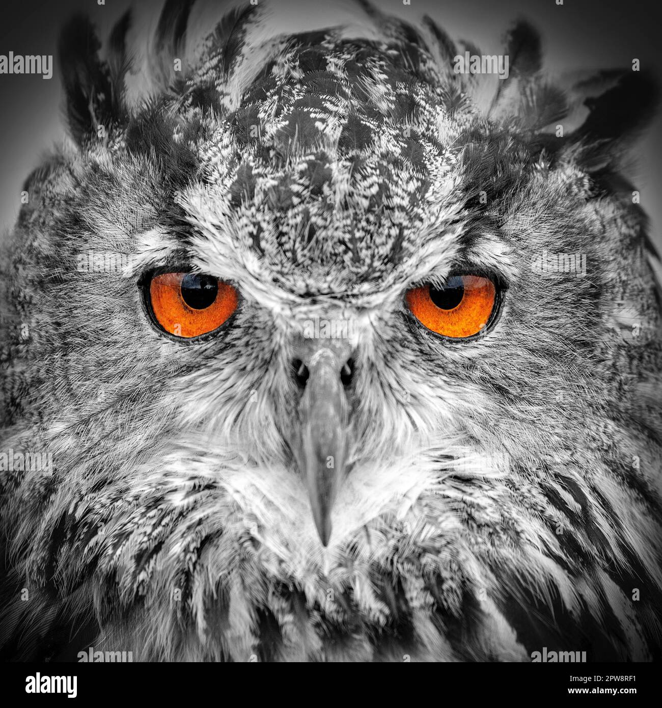 The Netherlands, Loosdrecht, Eagle-owl (Bubo bubo). Portrait. Controlled conditions. Black and White, Digitally altered. Stock Photo