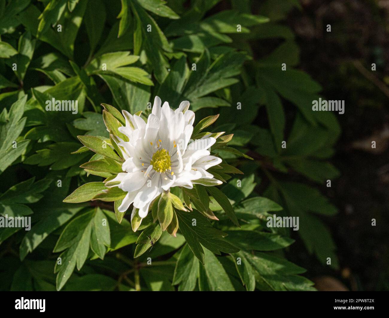A single flower of the semi double wood anemone Anemone nemorosa 'Yerda Rasmusen'. Stock Photo