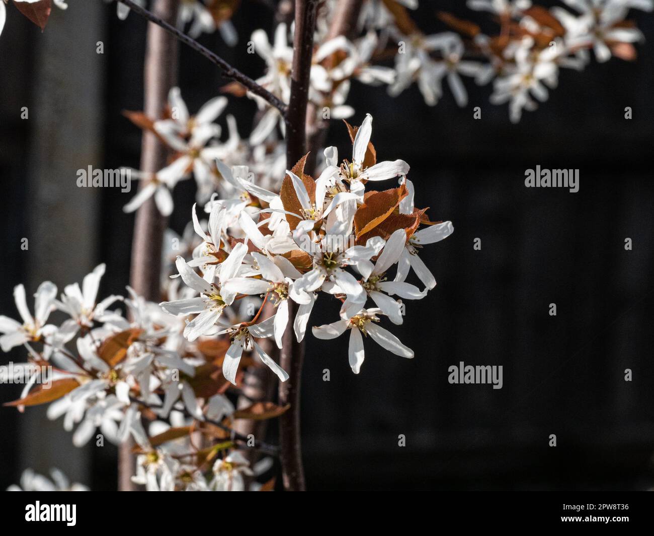 A branch of Amelanchier laevis R.J. Hilton covered in delicate white starry flowers Stock Photo