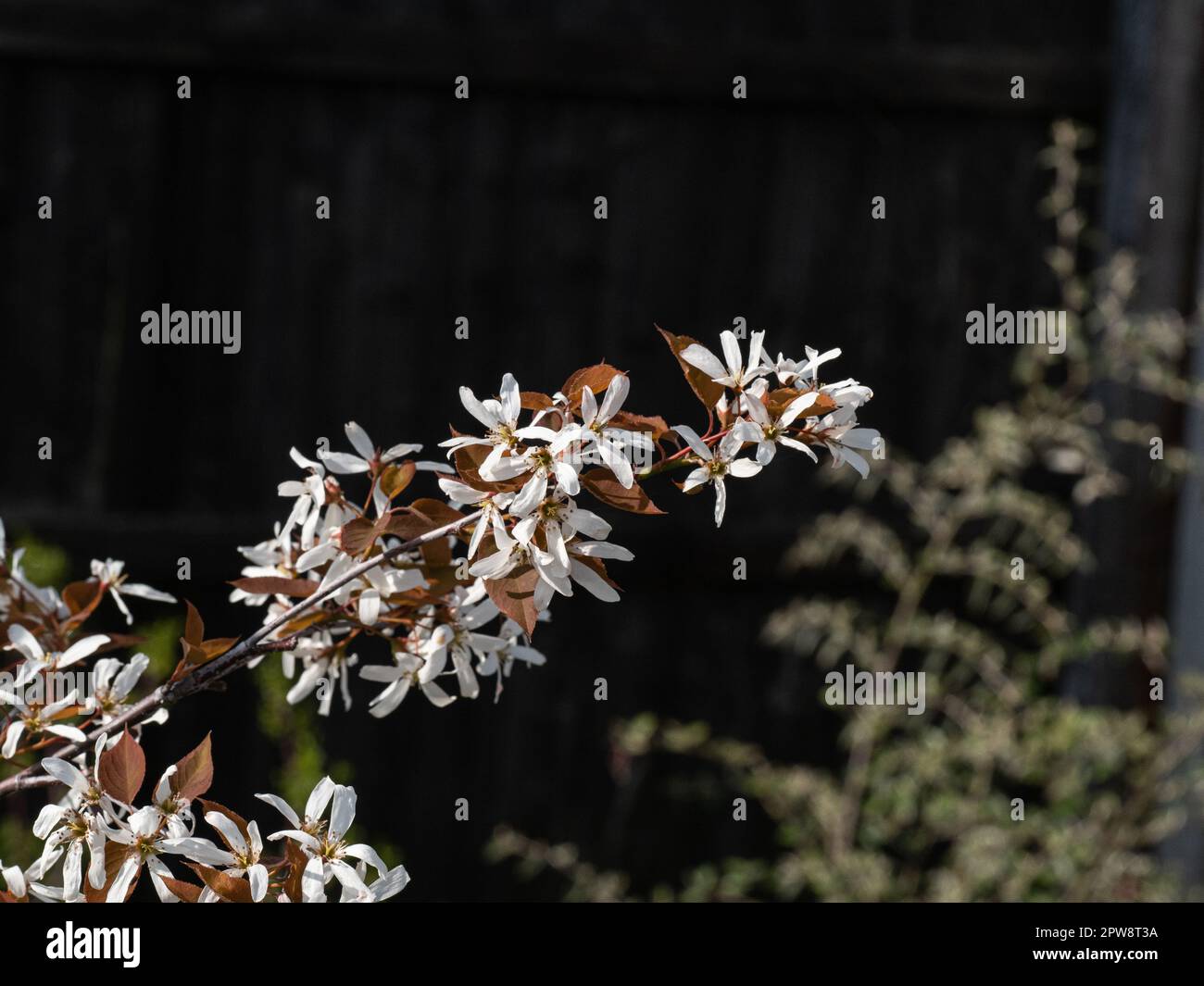 A branch of Amelanchier laevis R.J. Hilton covered in delicate white starry flowers Stock Photo