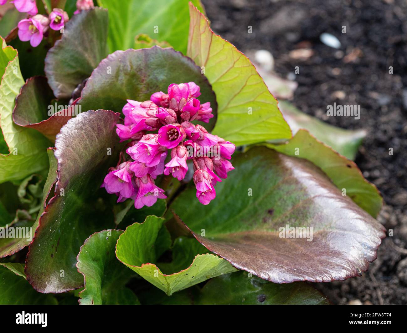 The deep pink flowers and large shiny leaves of Bergenia 'Bressingham Ruby' Stock Photo