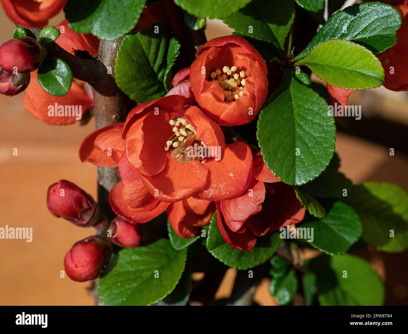 A close up of the bright red flowers of the flowering quince Chaenomeles 'Crimson & Gold' Stock Photo