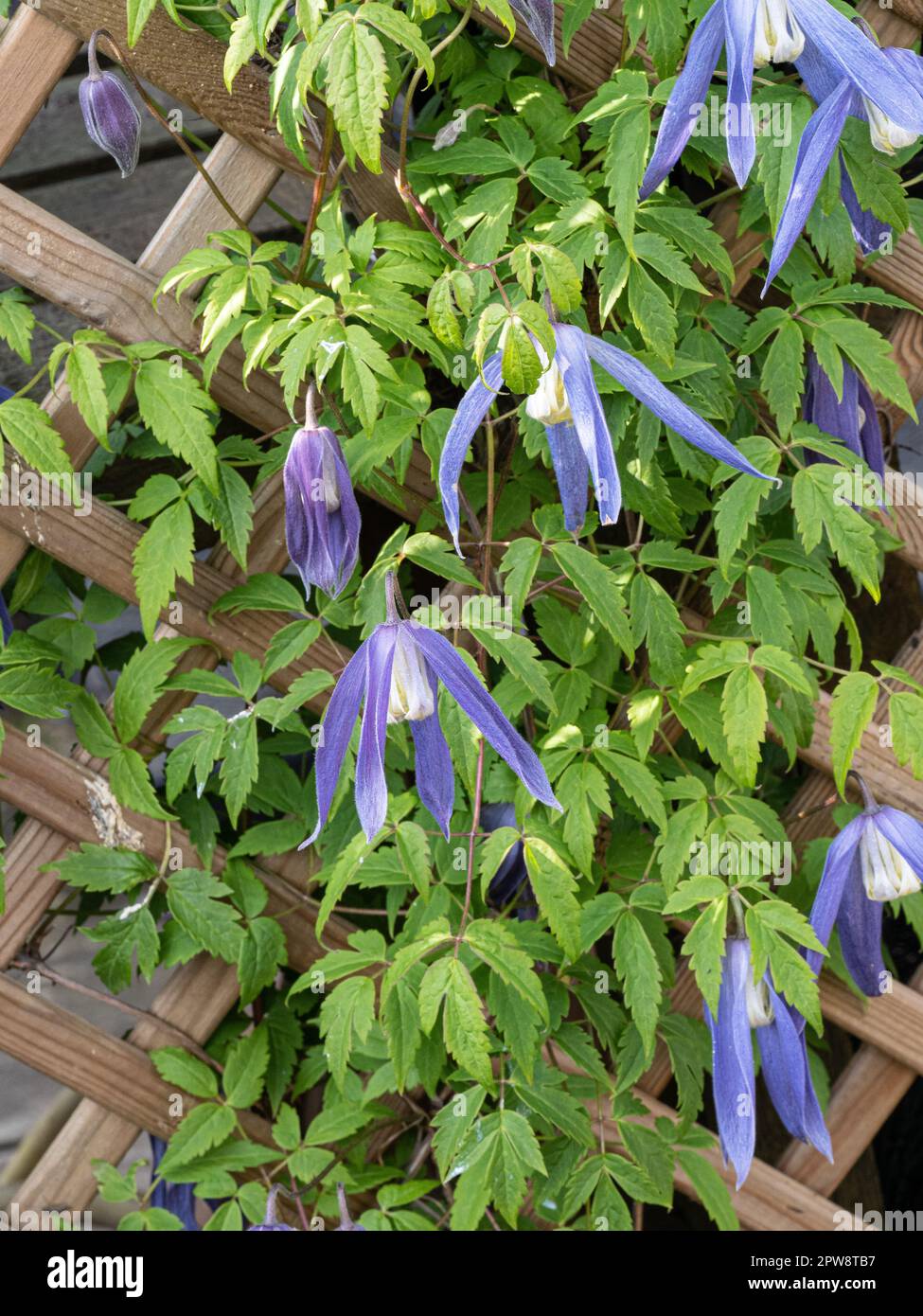 Clematis alpina 'Blue Dancer' growing on a trellis showing the hanging pale blue flowers Stock Photo