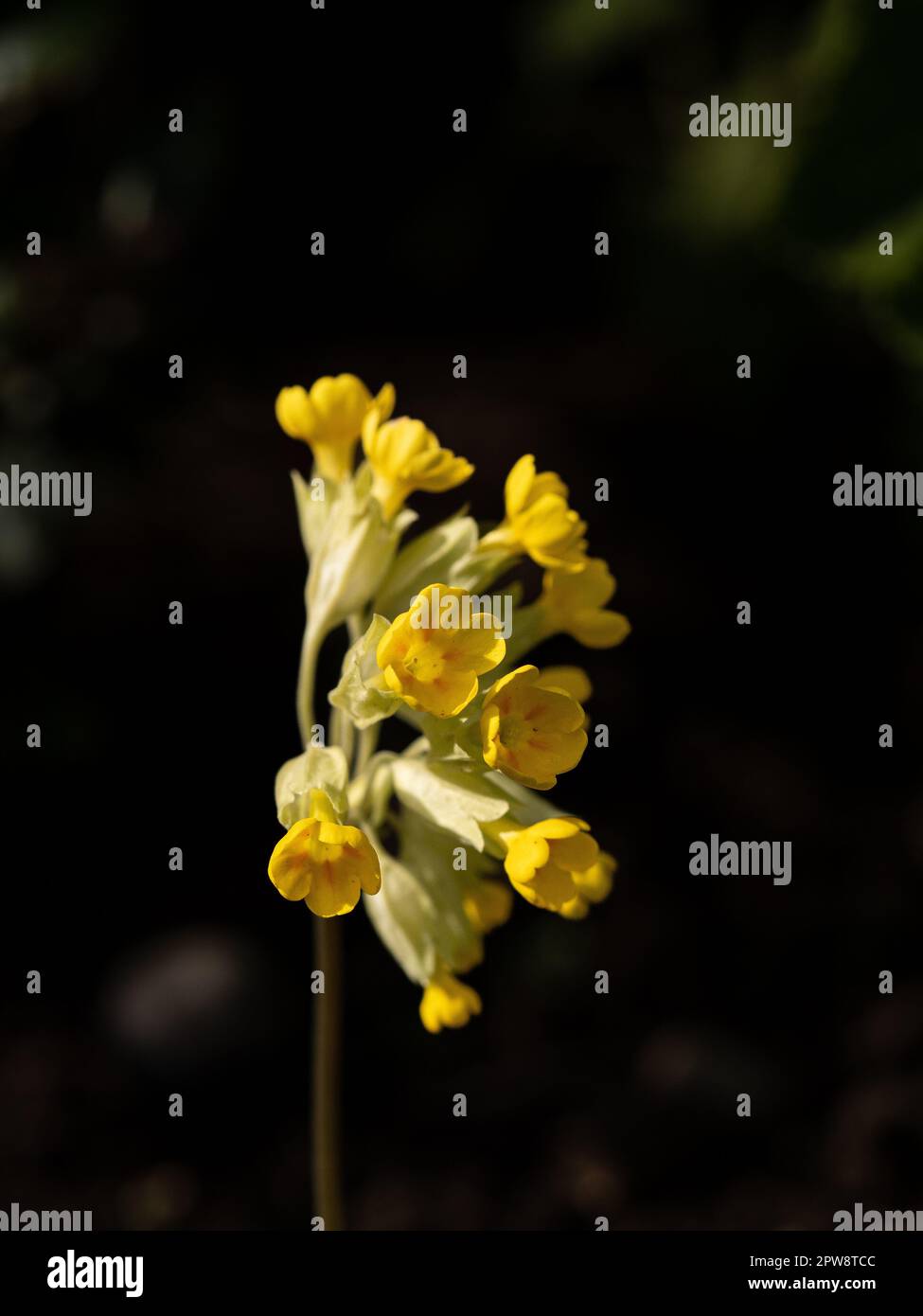 A close up of a single flower head of the cowslip Primula veris Stock Photo