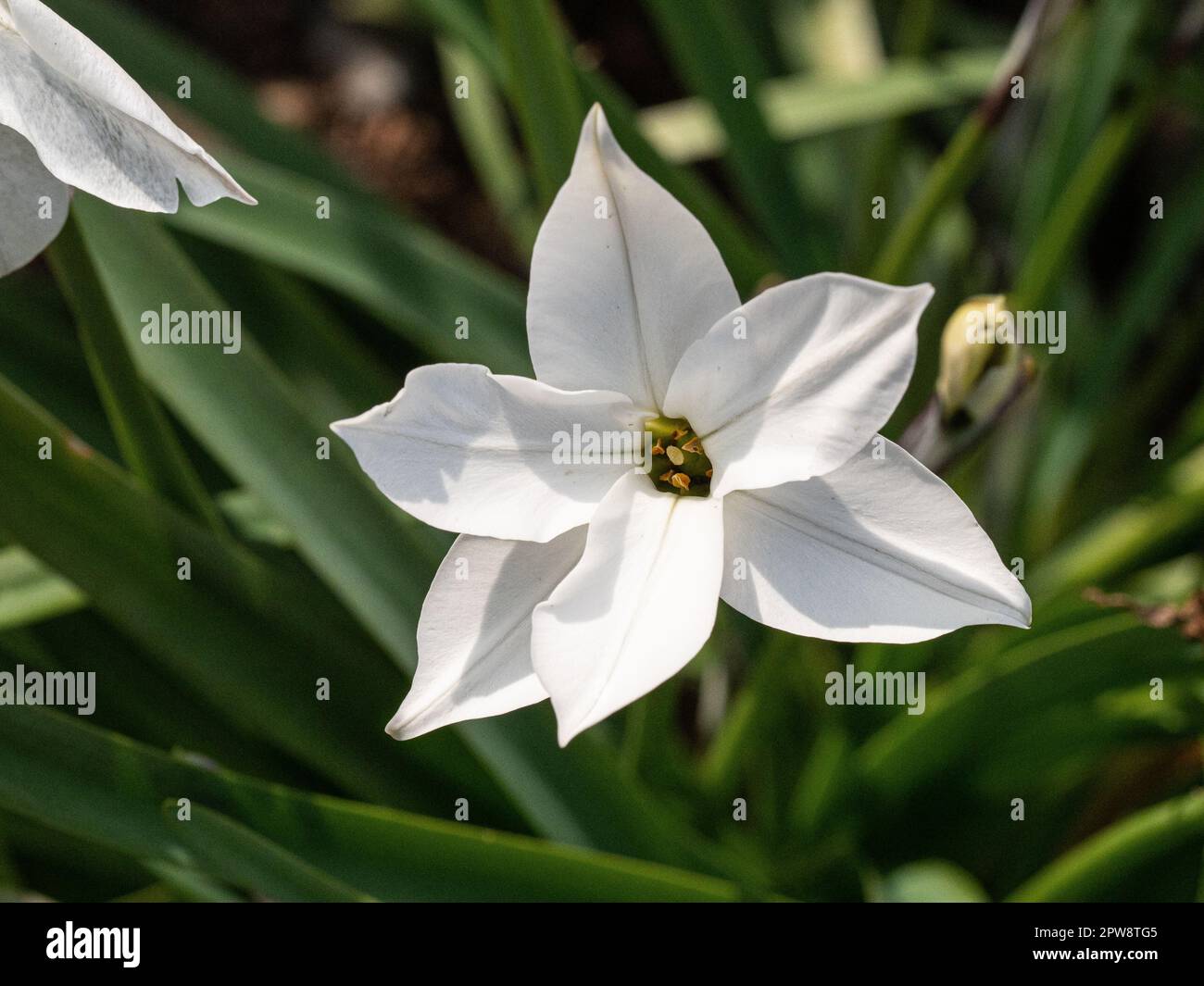 The pure white starry flowers of the early flowering Ipheion 'Alberto Castillo Stock Photo