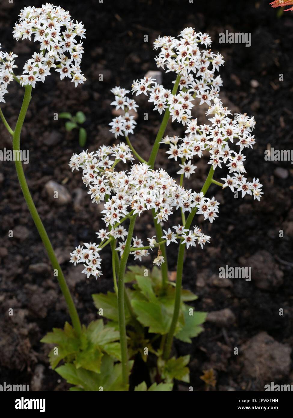 The tiny white starry flowers of Mukdenia rossii Stock Photo