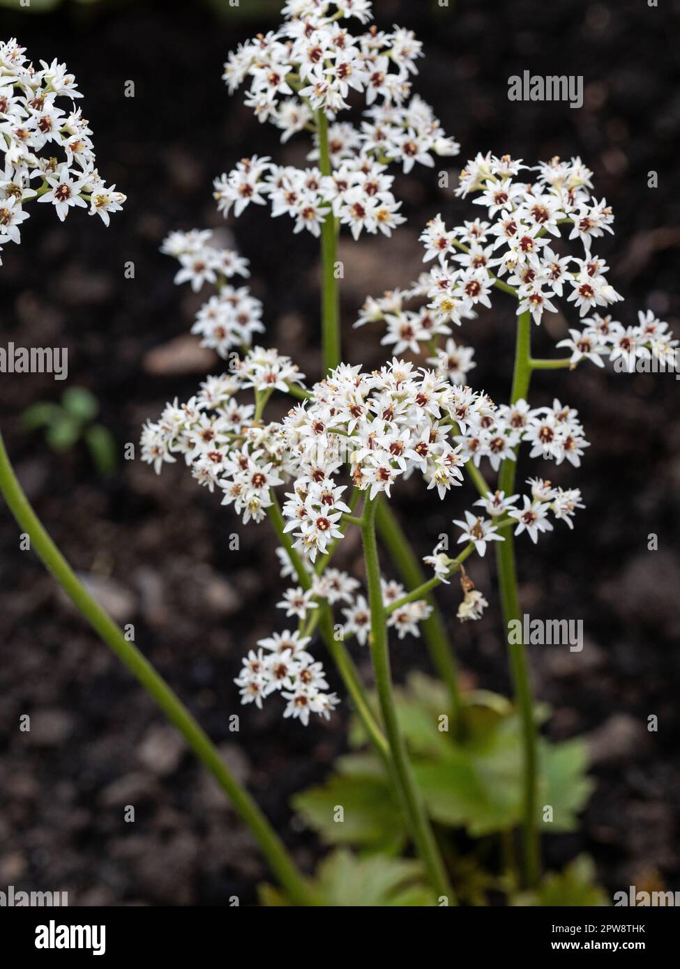 The tiny white starry flowers of Mukdenia rossii Stock Photo