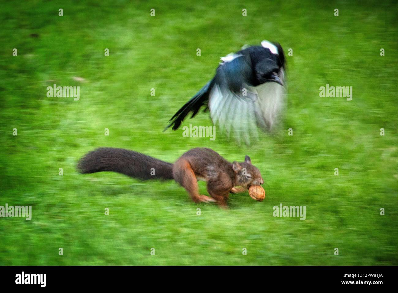The Netherlands, Õs-Graveland. Red squirrel or Eurasian red squirrel (Sciurus vulgaris) with walnut. A magpie chaseds the squirrel, hoping it will rel Stock Photo