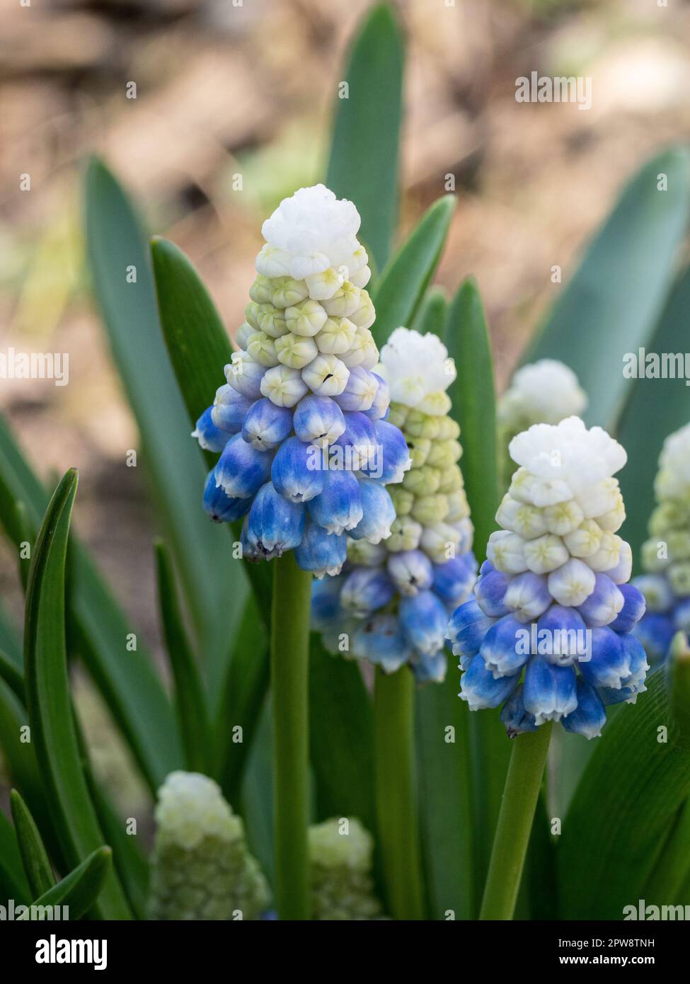 A close up of the white opening to blue flower spike of the spring bulb Muscari 'Mountain Lady' Stock Photo