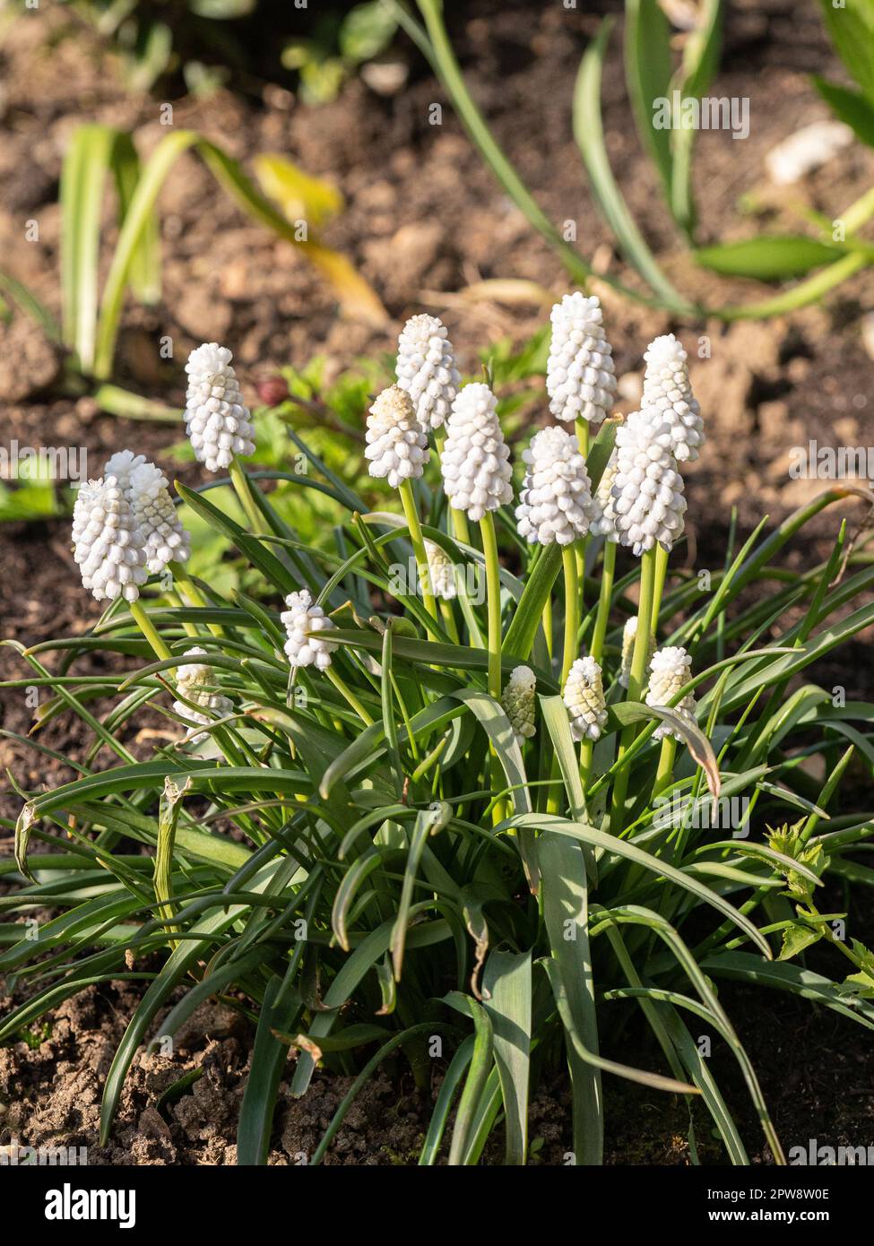 A clump of the almost white flowered Muscari 'Siberian Tiger Stock Photo