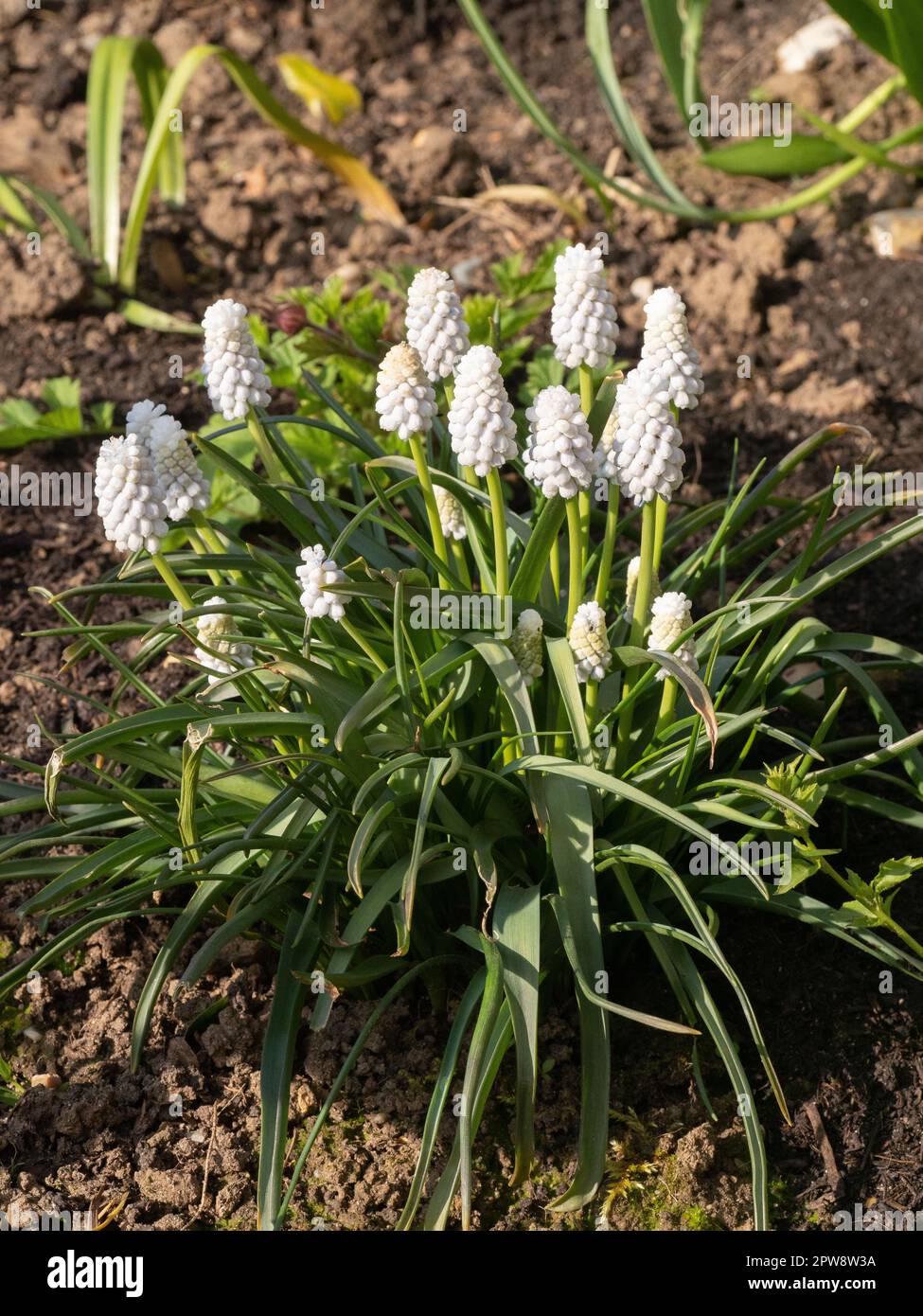 A clump of the almost white flowered Muscari 'Siberian Tiger Stock Photo