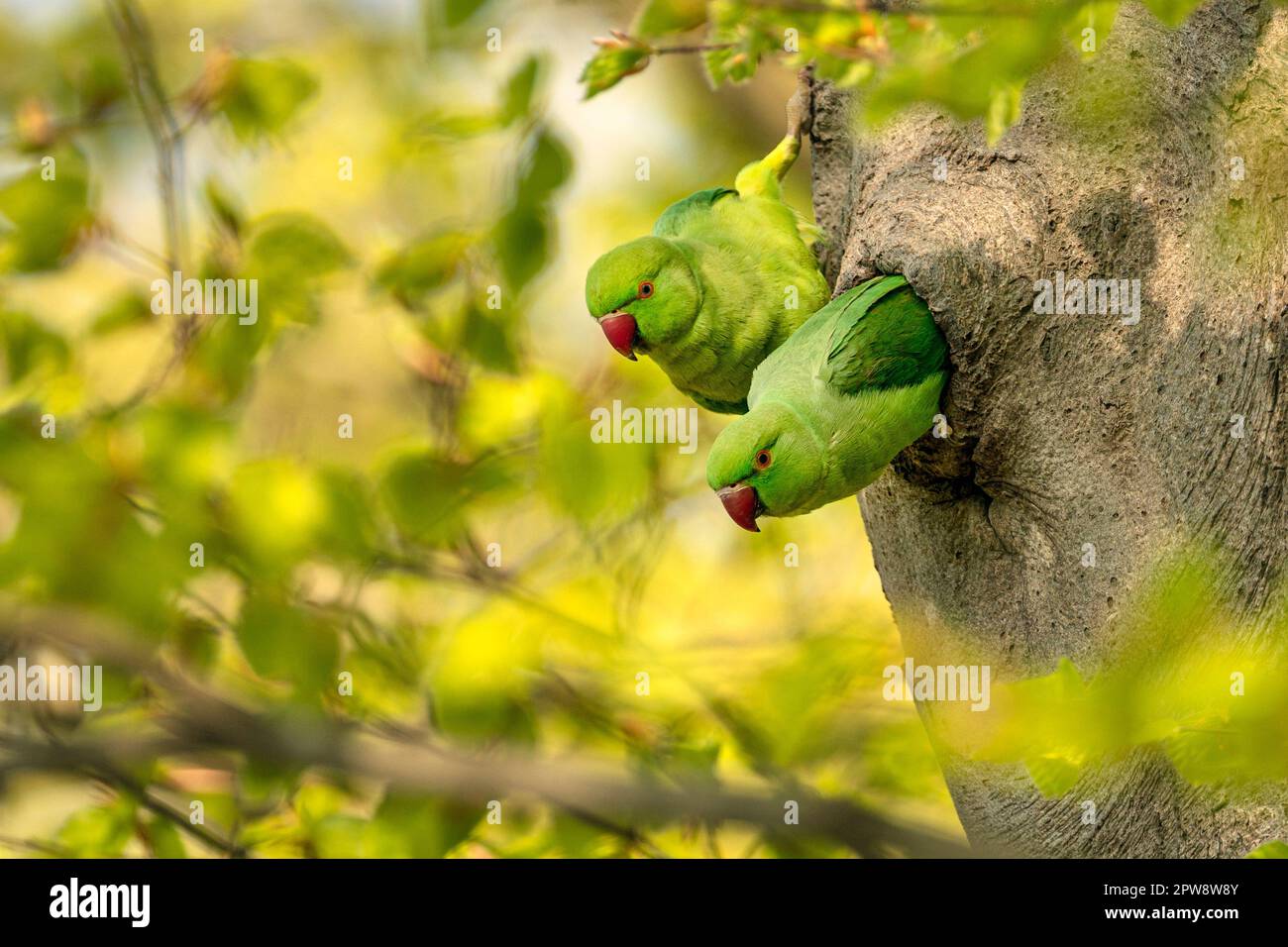 The Netherlands, Õs-Graveland, Õs-Gravelandse Buitenplaatsen, Rural Estate Hilverbeek. Spring. Rose-ringed parakeet or ring-necked parakeet. (Psittacu Stock Photo
