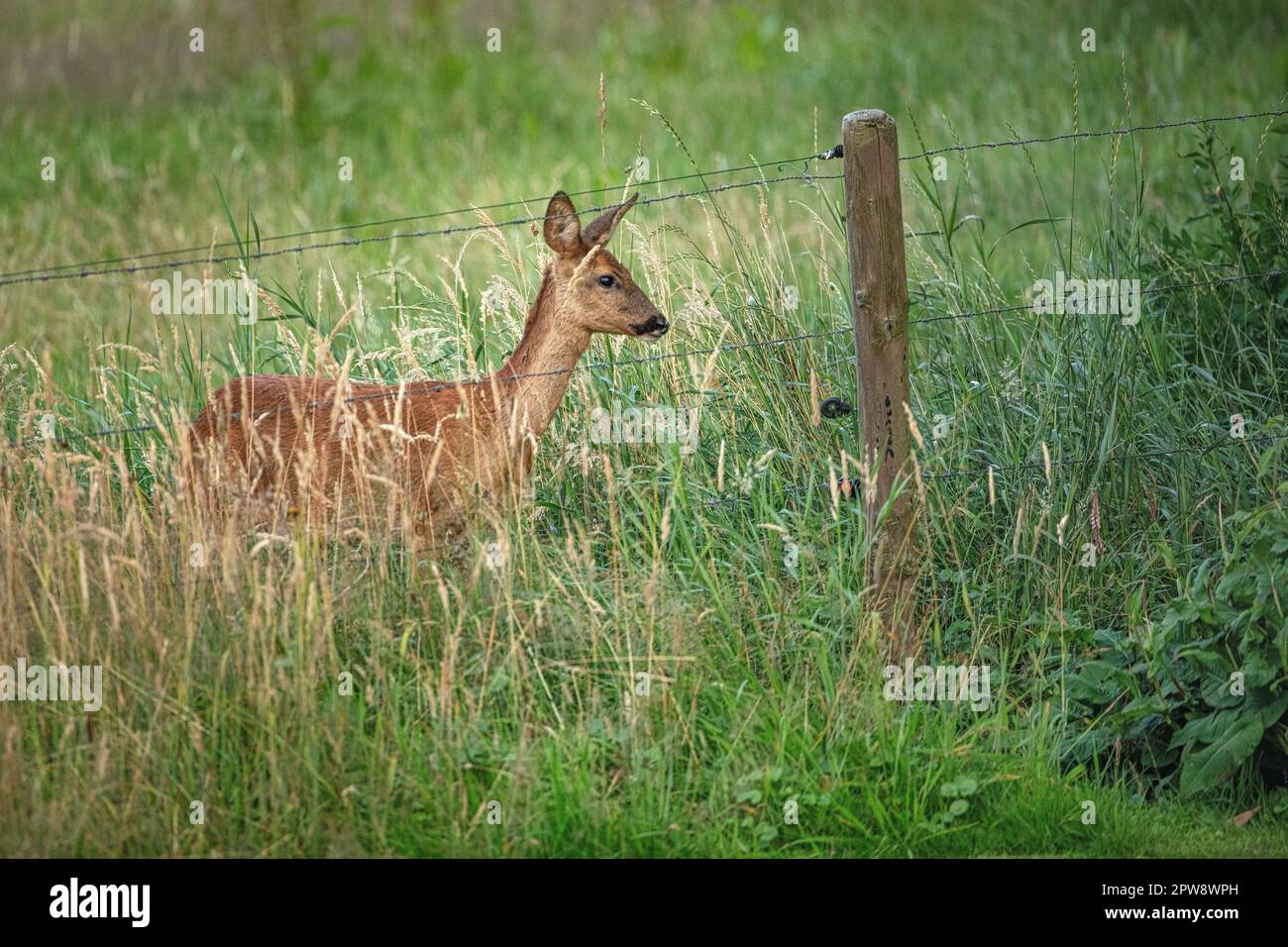 Doe roe deer female hi-res stock photography and images - Alamy