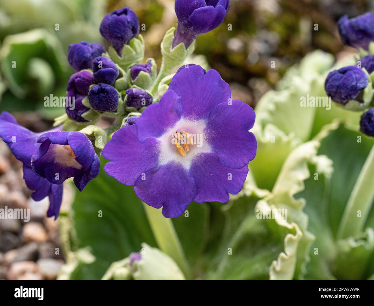 The violet flowers and crinkled foliage of Primula x Kusum Krishna growing in an alpine sink Stock Photo