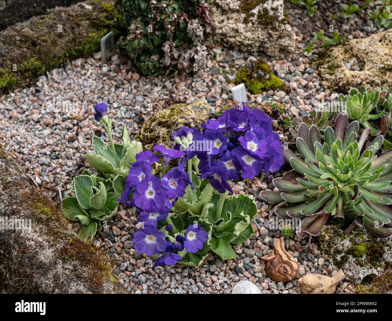 The violet flowers and crinkled foliage of Primula x Kusum Krishna growing in an alpine sink Stock Photo