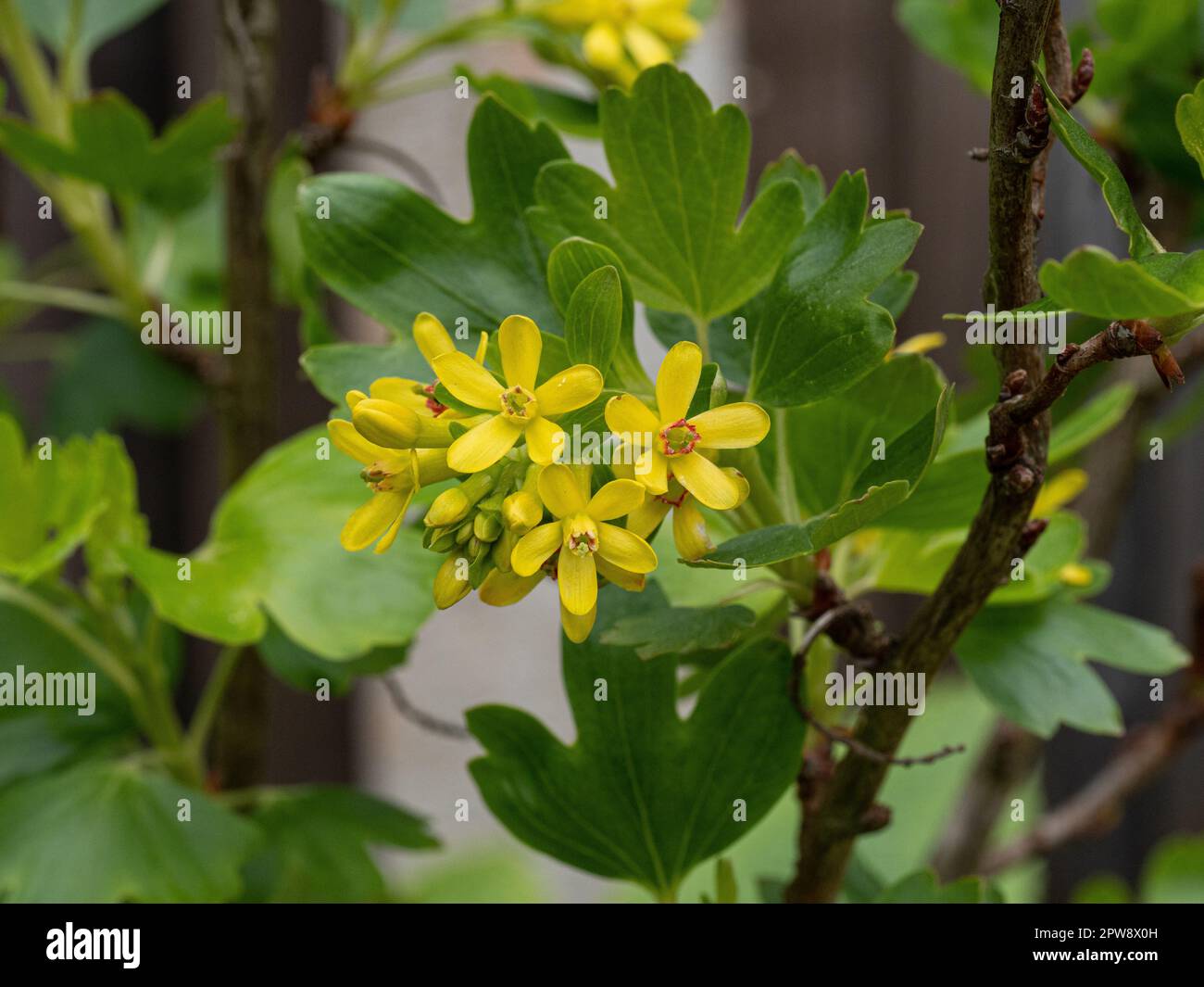 The bright yellow flowers of the flowering currant Ribes odoratum Stock Photo