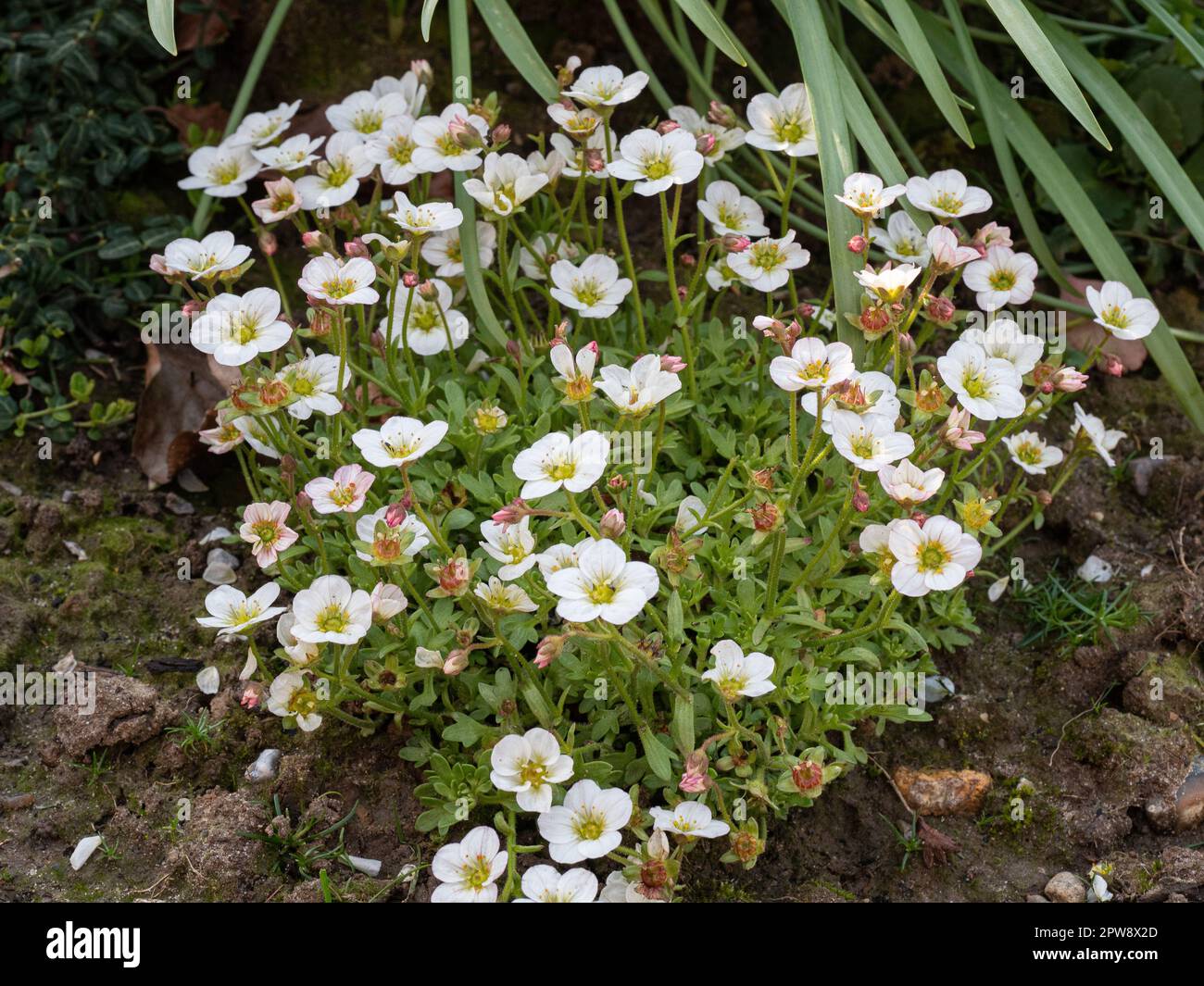 The white flowers and light green mossy foliage of Saxifraga arendsii 'Alpino Early White' Stock Photo