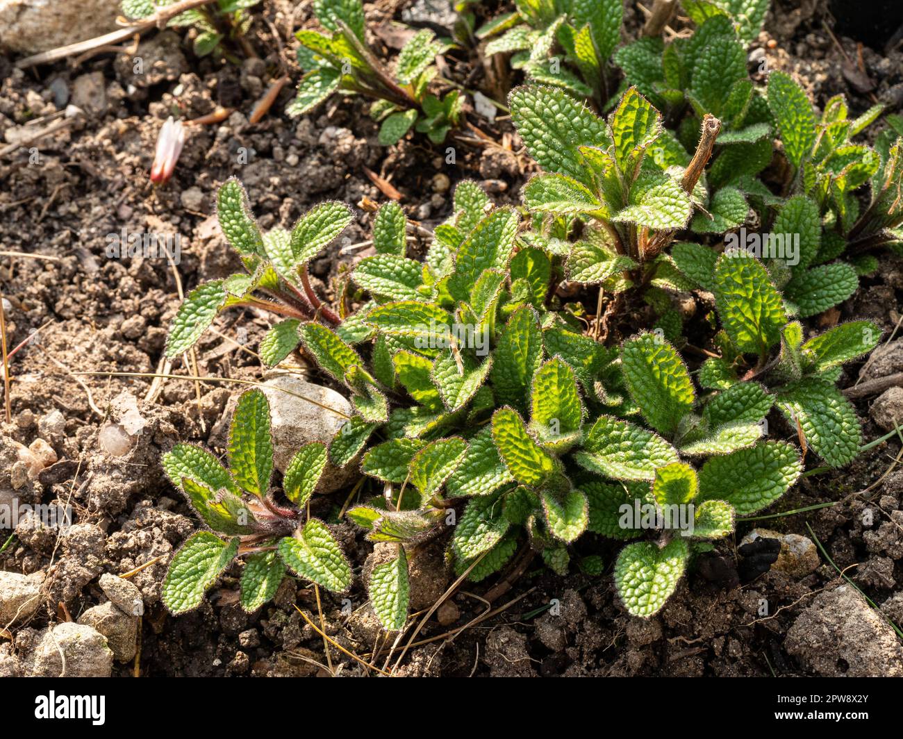 The bright green corrugated new growth of Stachys recta Stock Photo