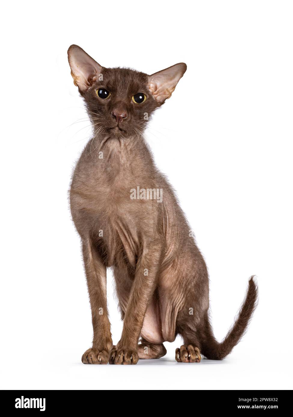 Brown senior Peterbald Brush cat, sitting up facing front. Looking