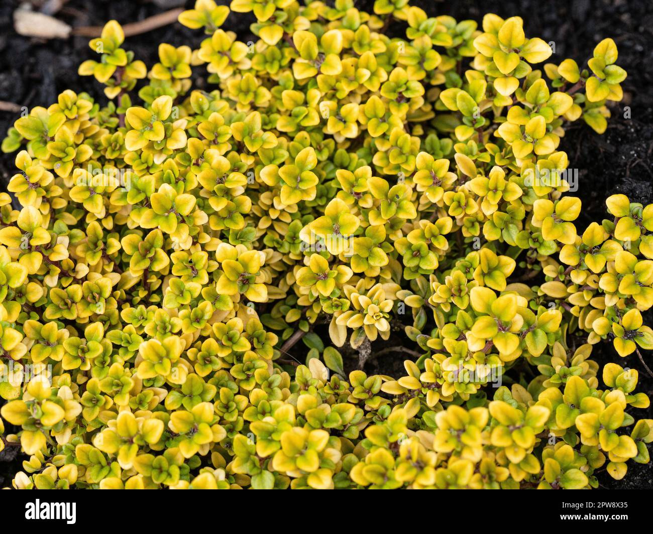 A  patch of the golden spreading aromatic herb Thymus citriodorus 'Aureus' Stock Photo