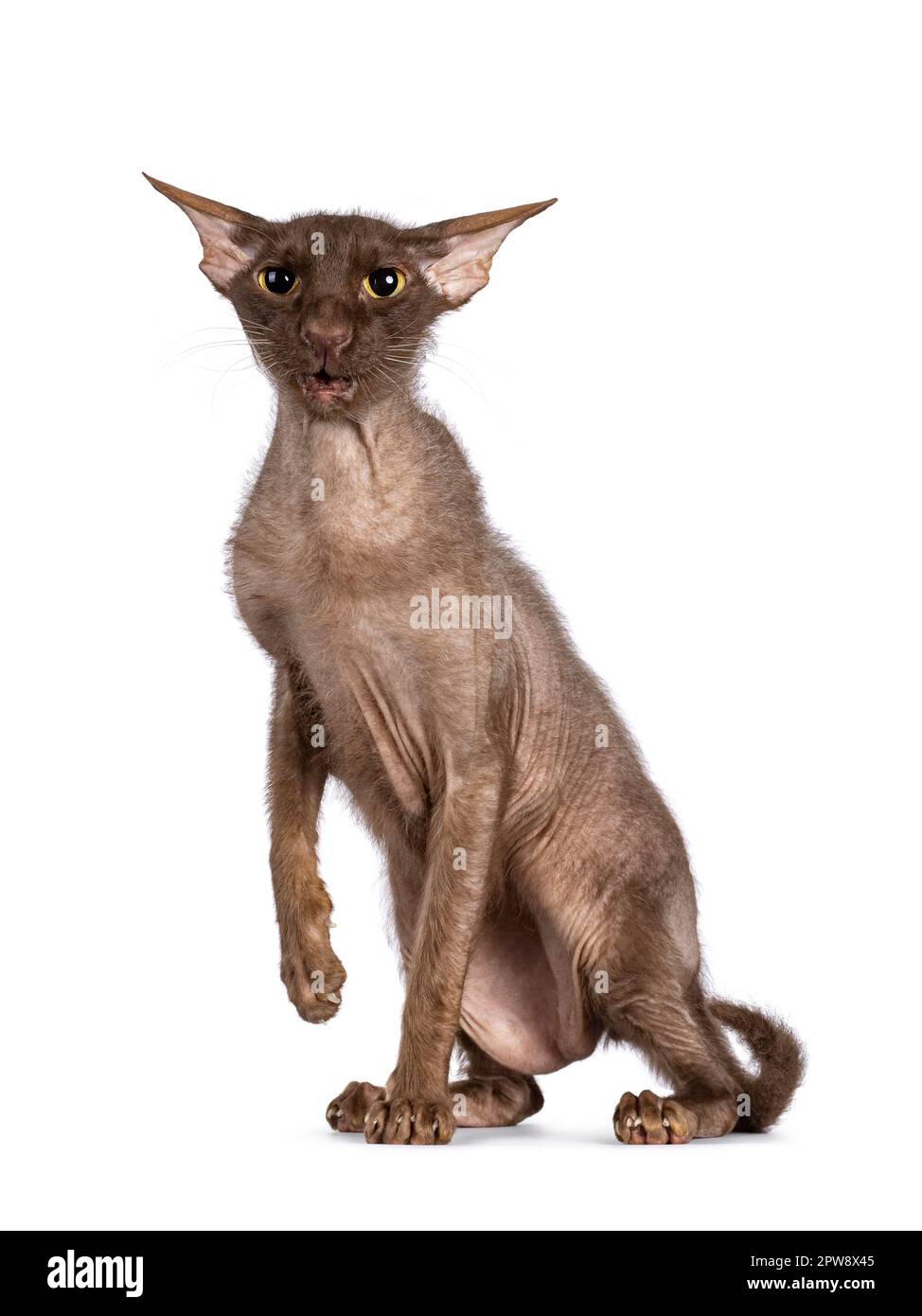 Brown senior Peterbald Brush cat, sitting up side ways. Looking silly with ears in airplane mode to camera. Isolated on a white background. Stock Photo