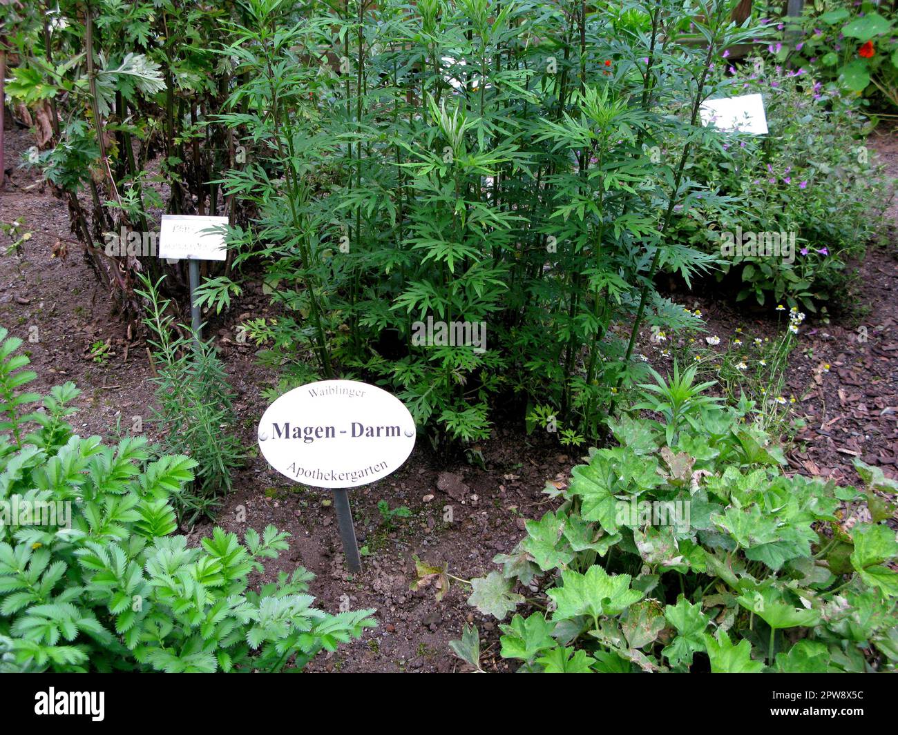 Herbs for the stomach in the old chemist garden "ApothekerGarten" in