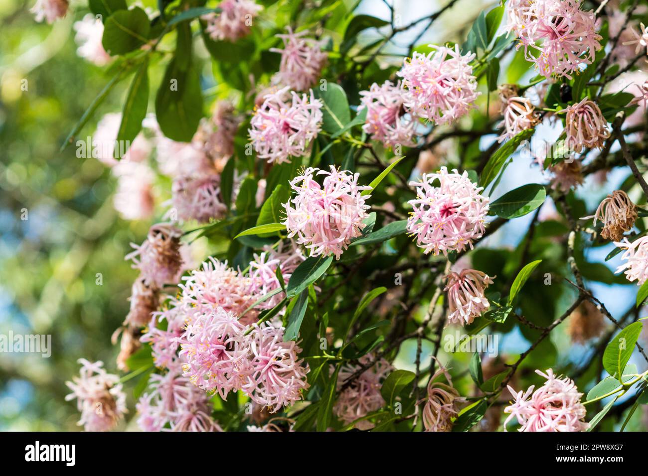 Dais cotinifolia pink flowers closeup blooming on a Pompon tree which is indigenous or native to South Africa Stock Photo