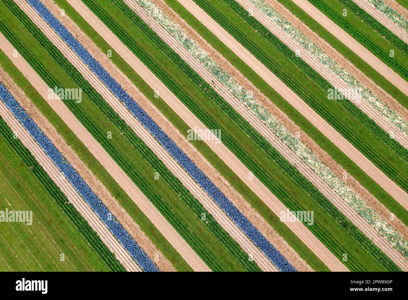 The Netherlands, Ooltgensplaat, BiJovira arable farm. Cornelis