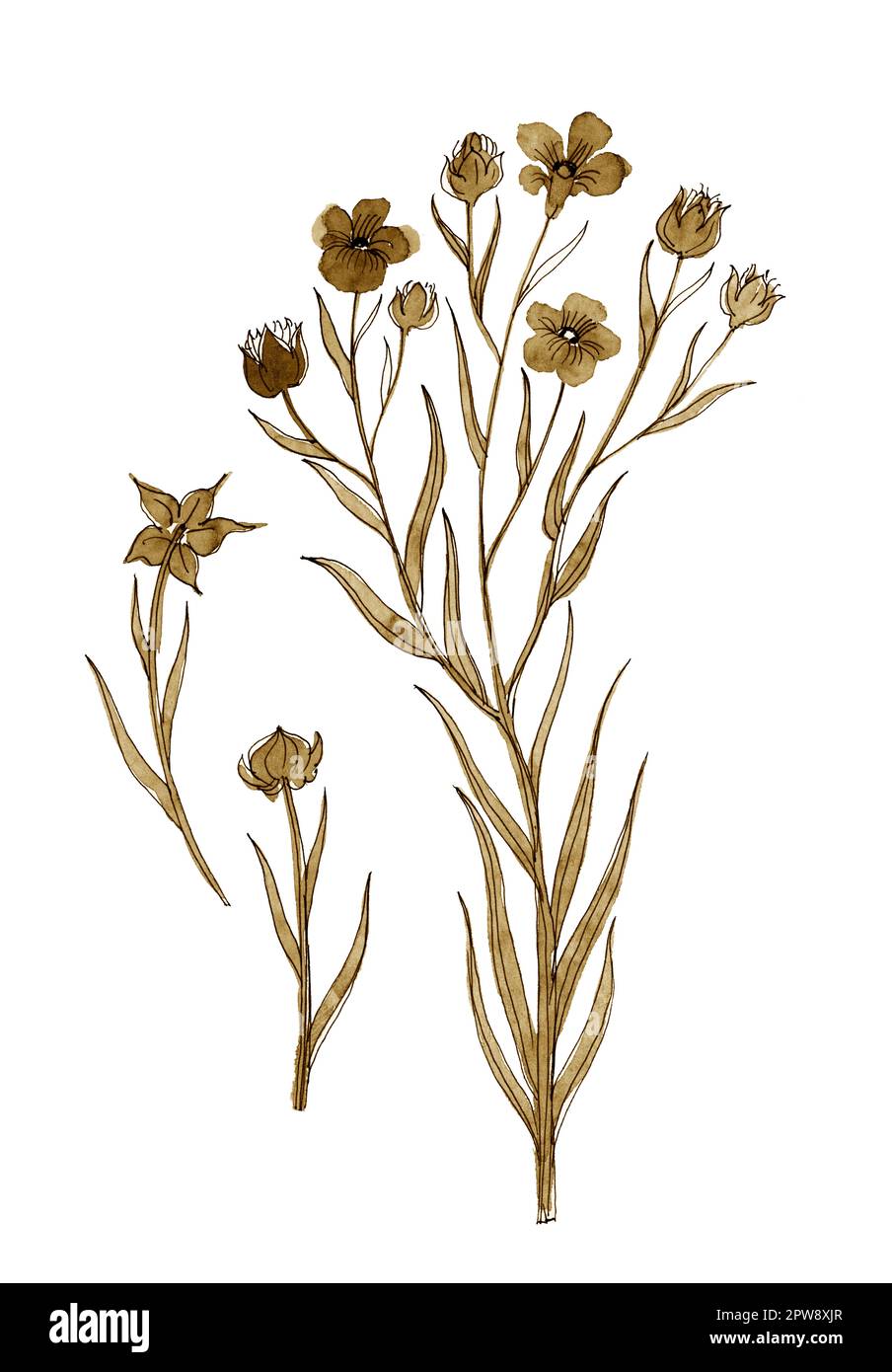 Flax gold flowers with stem on white background.Ink and pen hand