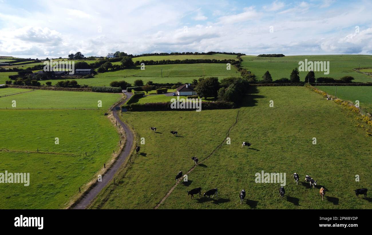 A herd on a pasture, top view. Organic Irish farm. Cattle grazing on a grass field, landscape. Animal husbandry. Green grass field under blue sky Stock Photo