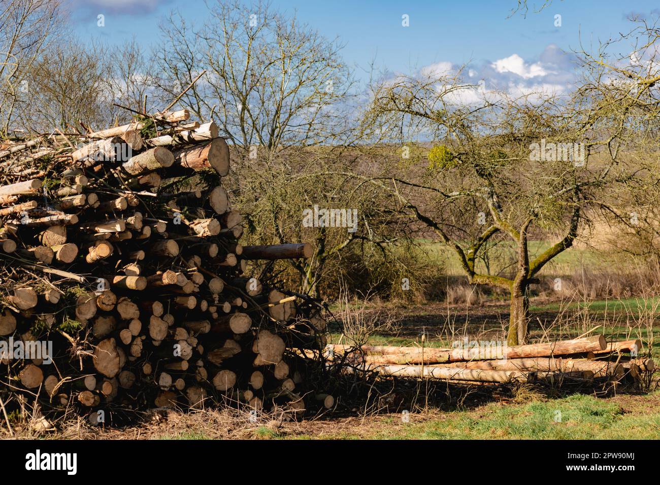 Huge pile of trunks, dead fir to produce biomass, deforestation scene in rural landscape Stock Photo