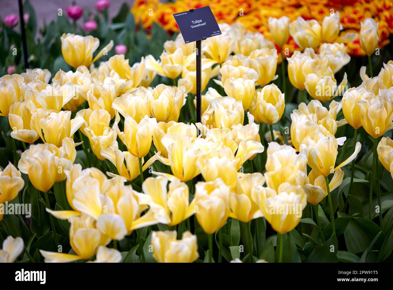 Tulip 'Seetheart' - tulip with yellow-white petals - Keukenhof, The Netherlands Stock Photo