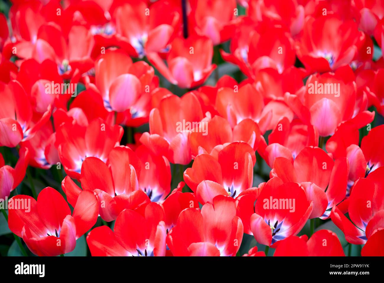 Red tulips in Keukenhof gardens in The Netherlands in spring. Beautiful ...