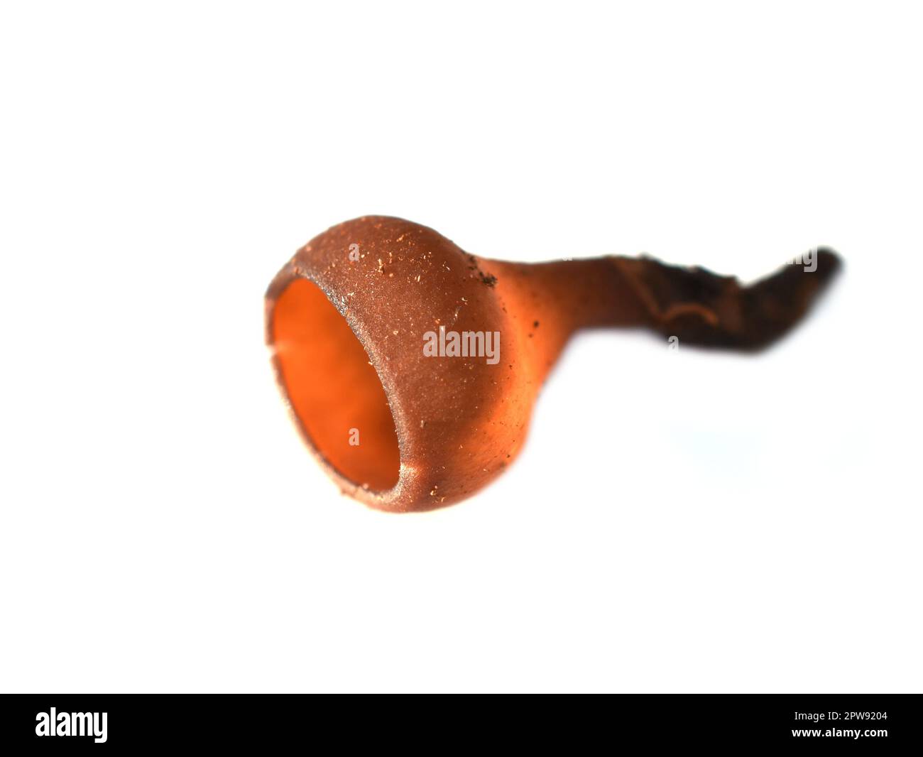 Closeup on the brown anemone parasite fungus Dumontinia tuberosa cup Stock Photo