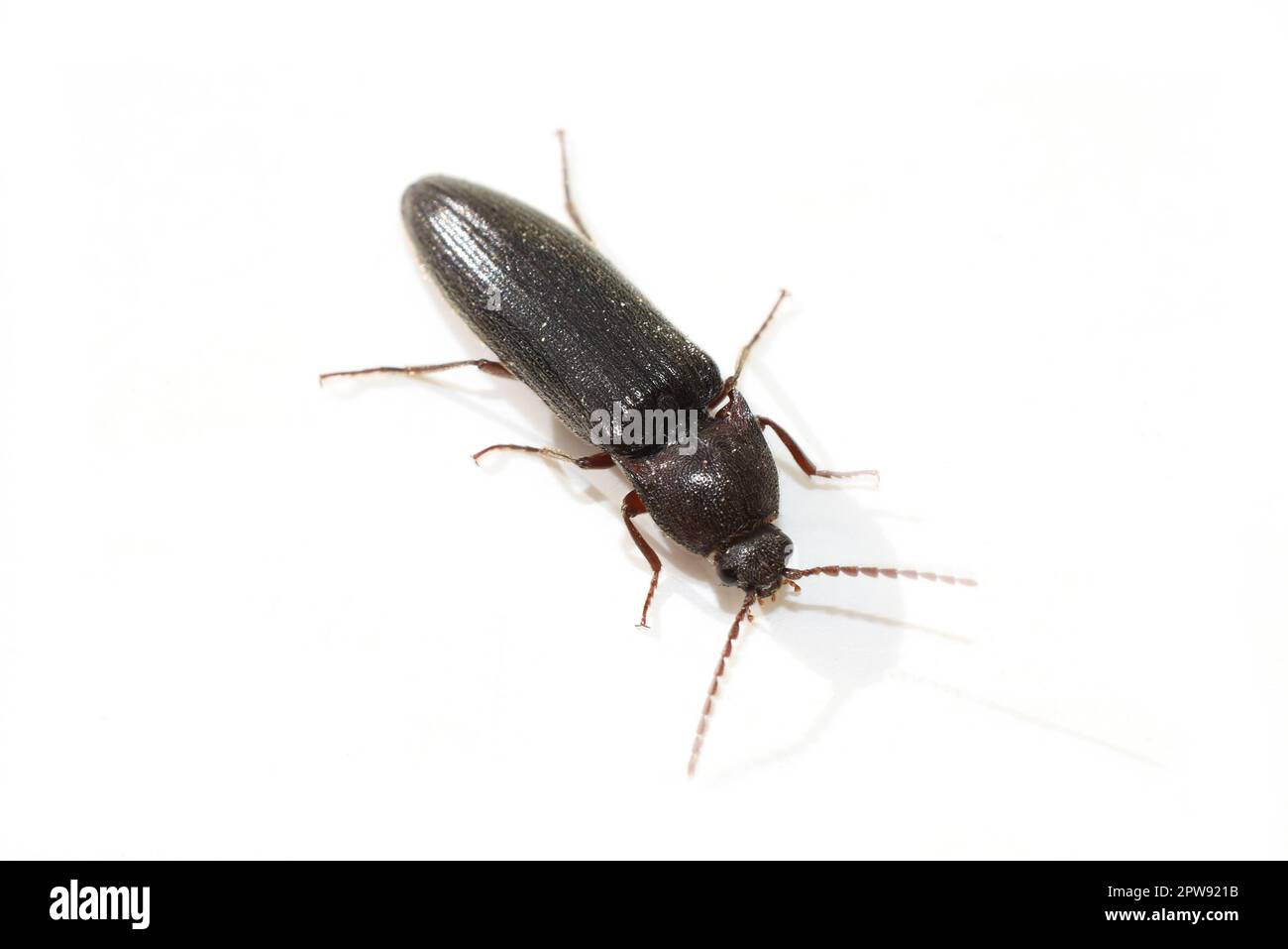 Melanotus click beetle isolated on white background Stock Photo