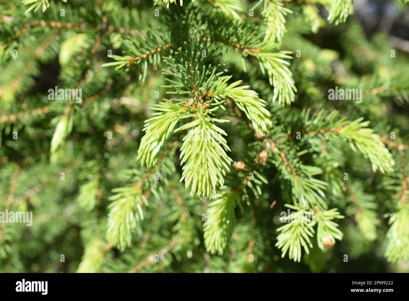 New intense green foliage on a spruce tree in spring Stock Photo