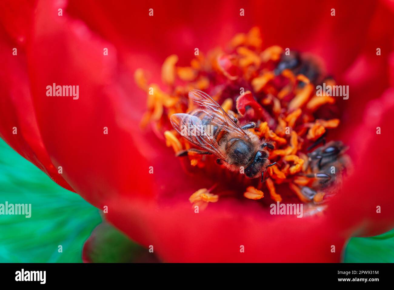 Bees gathering pollen on red peony flower Stock Photo